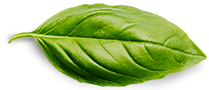 Wholesaler Peri Peri Basil Leaf